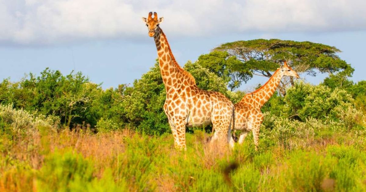 Giraffe names meaning girl