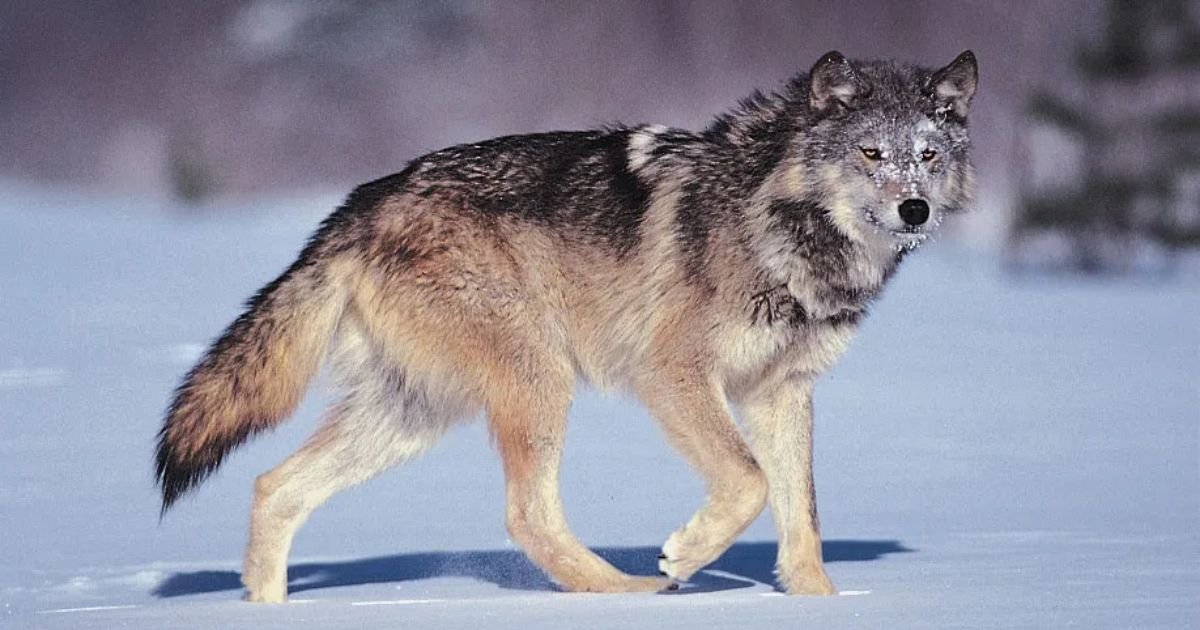 Male wolf names and meanings