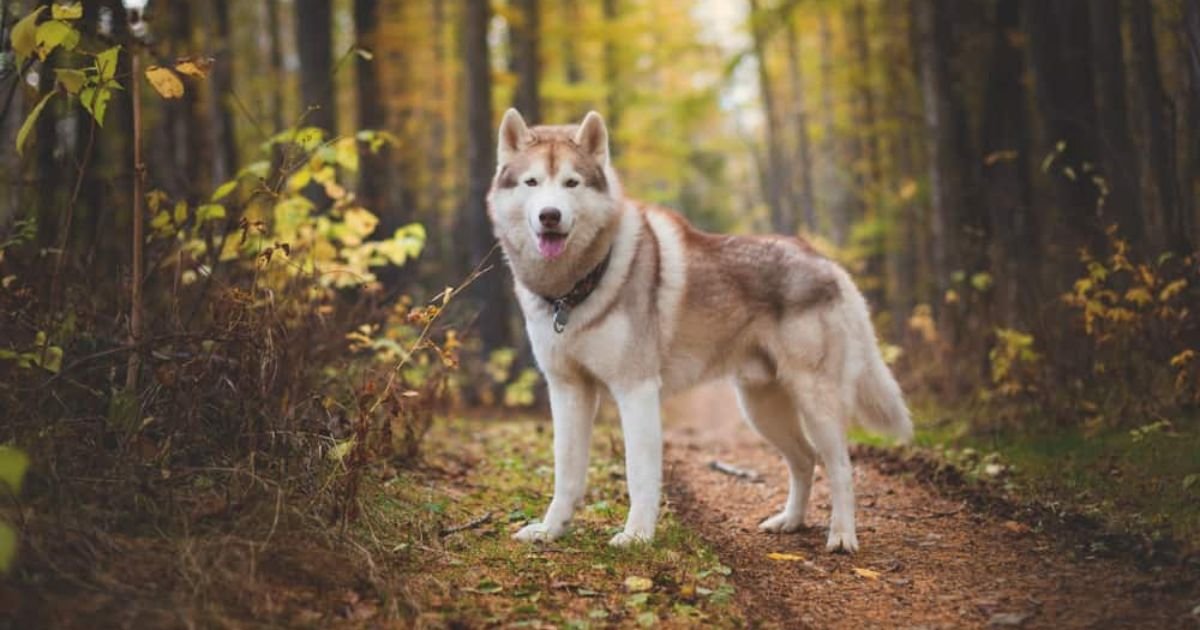 Male wolf names generator
