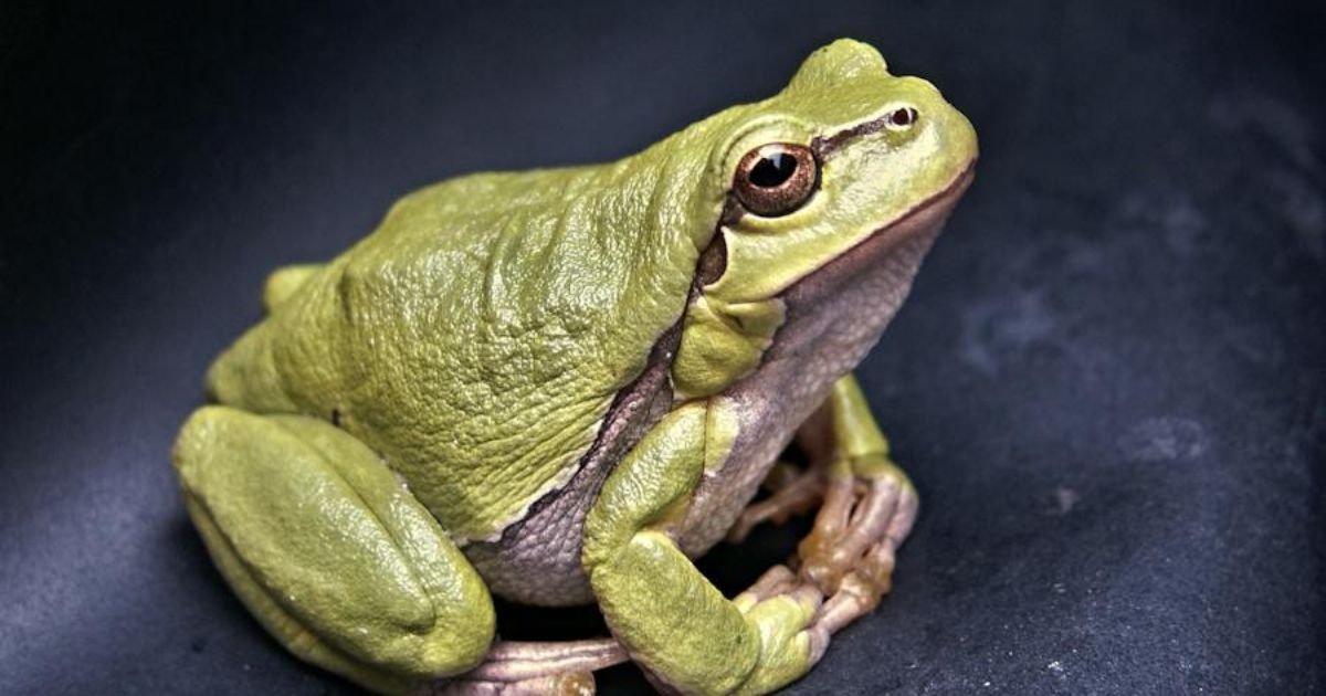 Mythical Frog Names