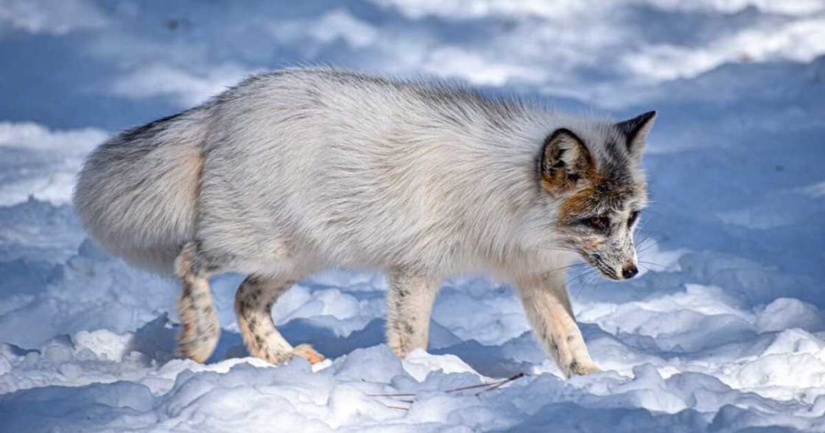 Mythical fox names