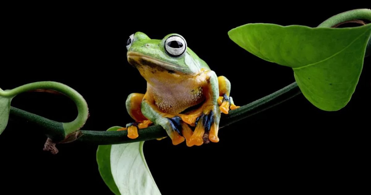 Names for Frogs Girl