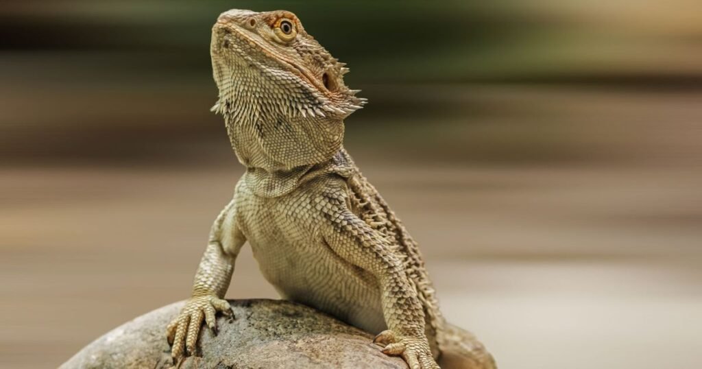 Names for lizards girl with meaning