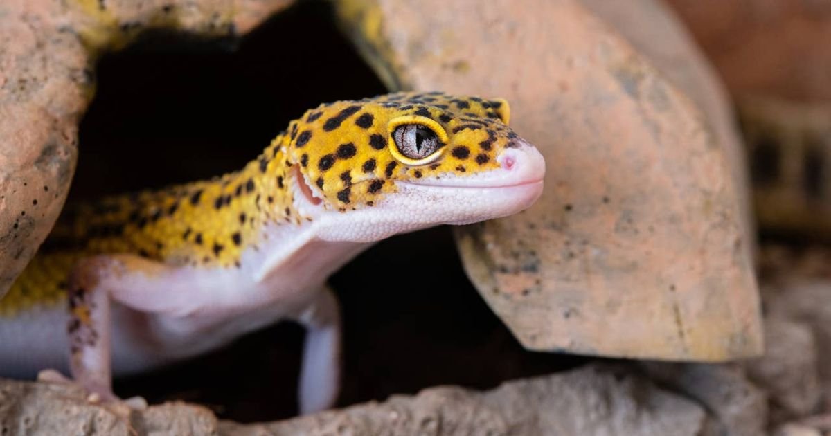 Names for lizards girl