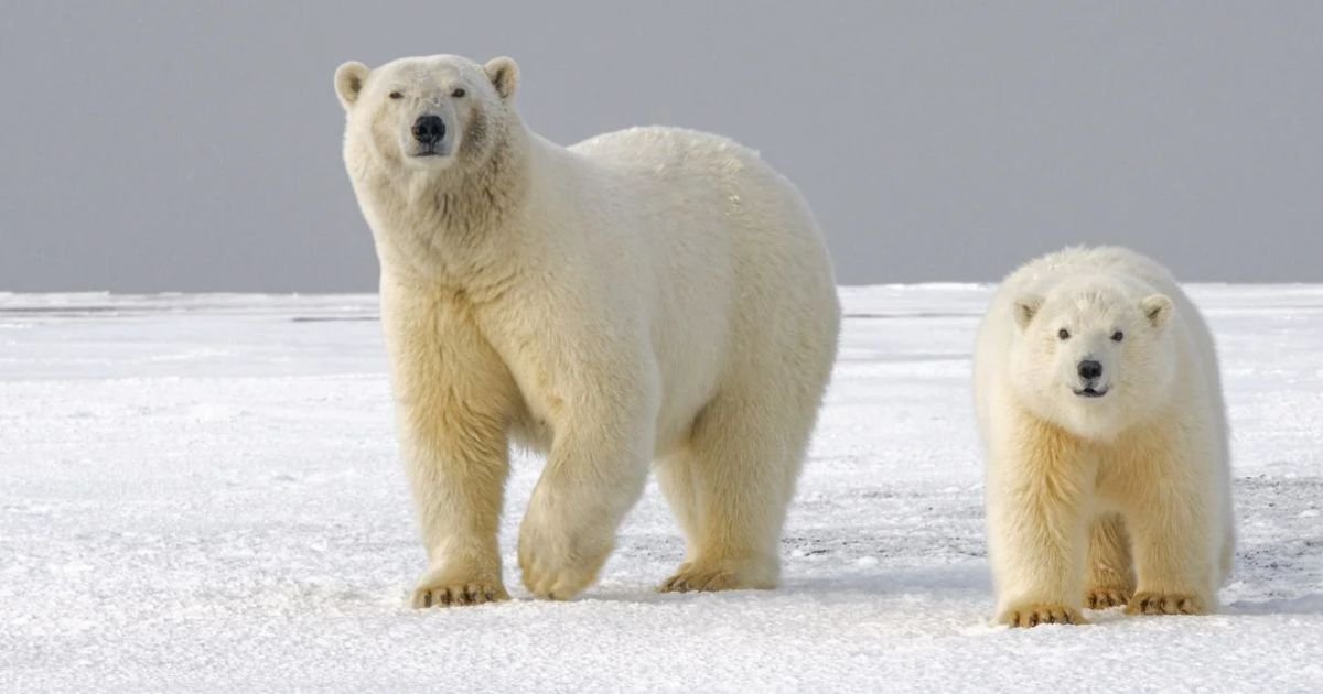 Polar bear evolution timeline