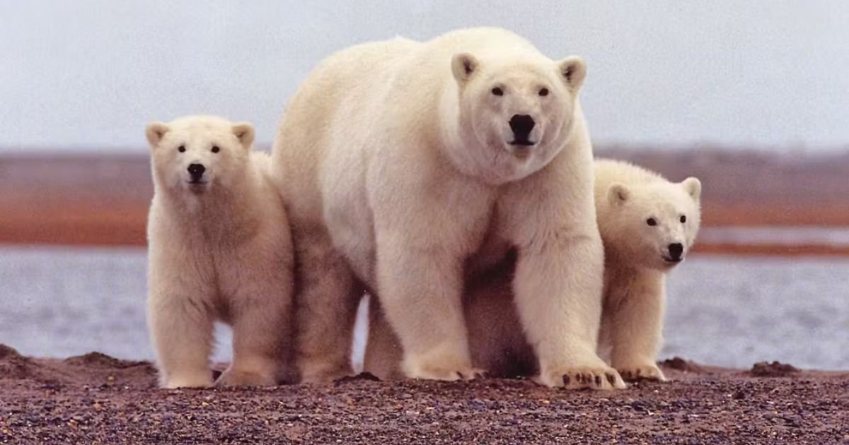 Polar bear size
