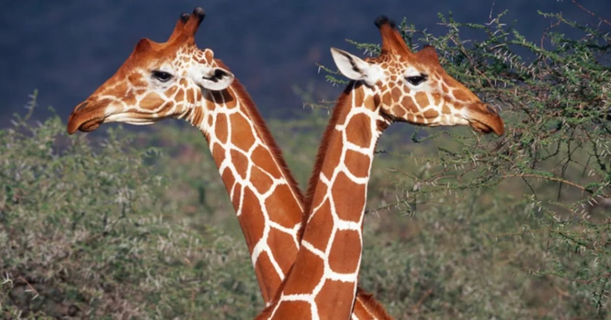 Shy Giraffe Names for Girl