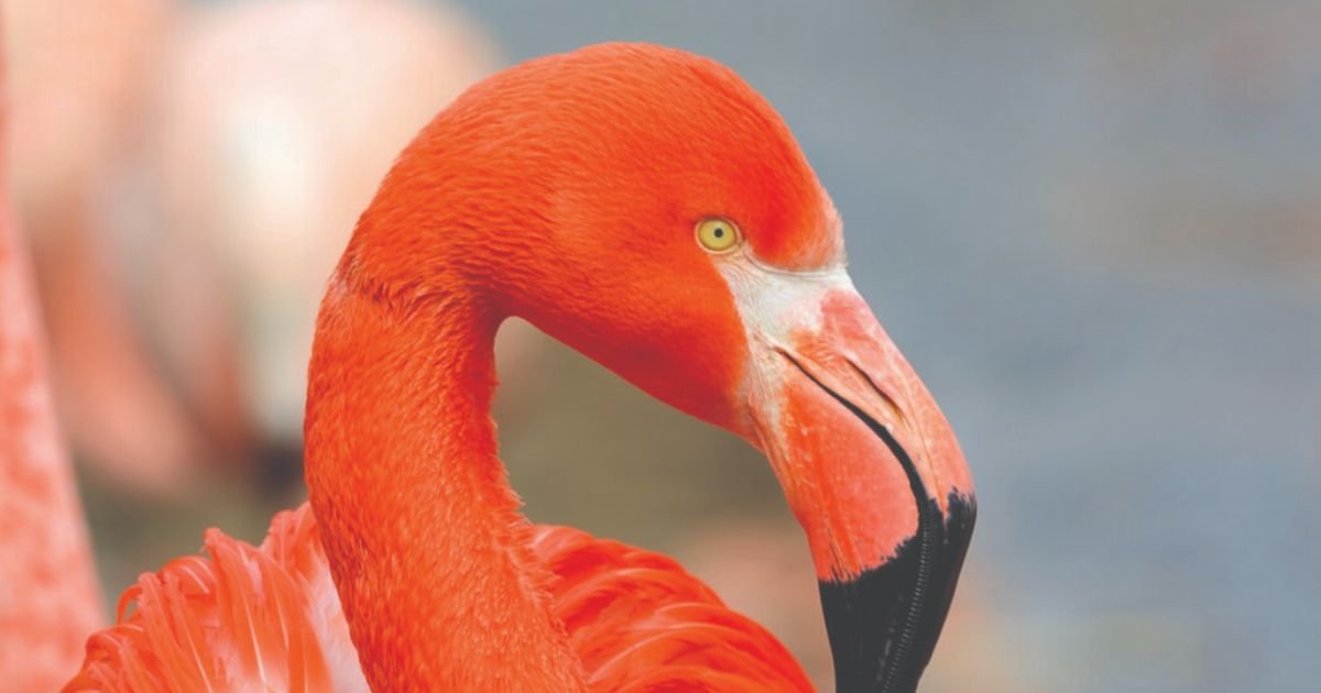 Unique Flamingo names girl