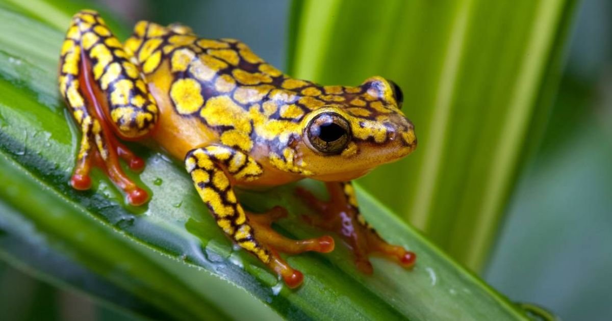 Unique color names for frogs