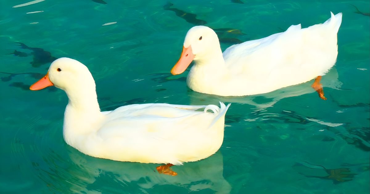 Unique duck names