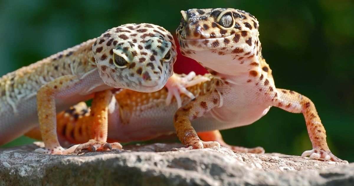 Unique names for lizards