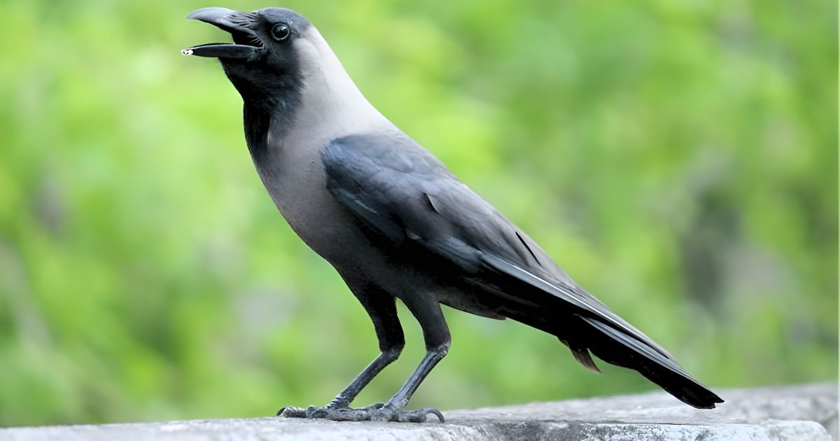 Amazing crow names girl