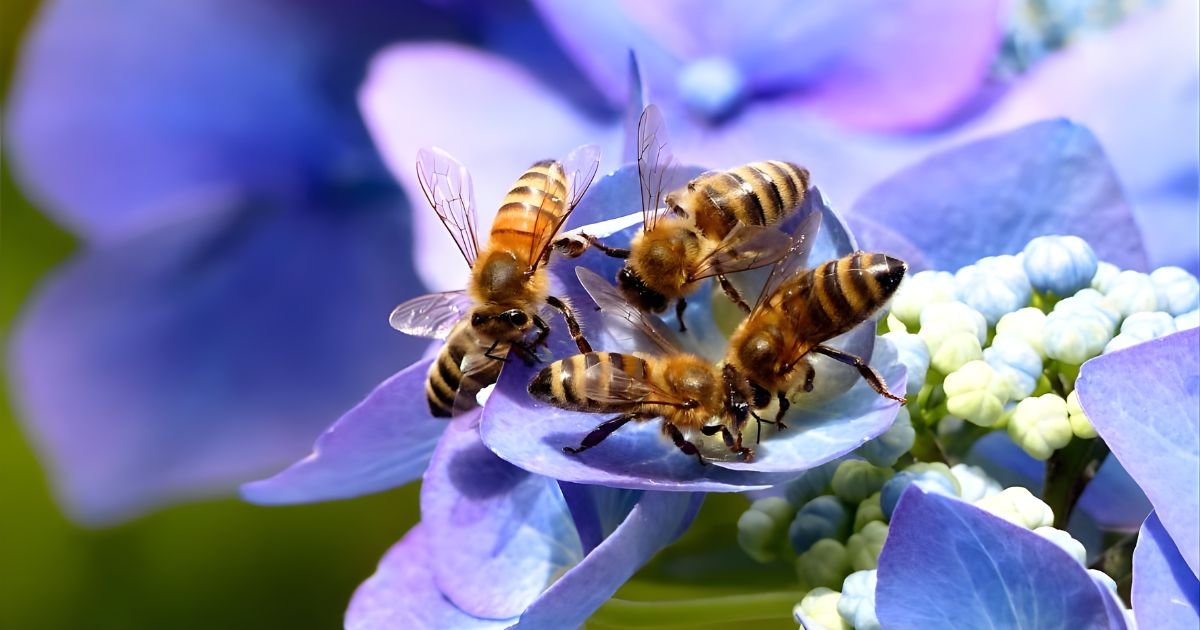 Bee names girl