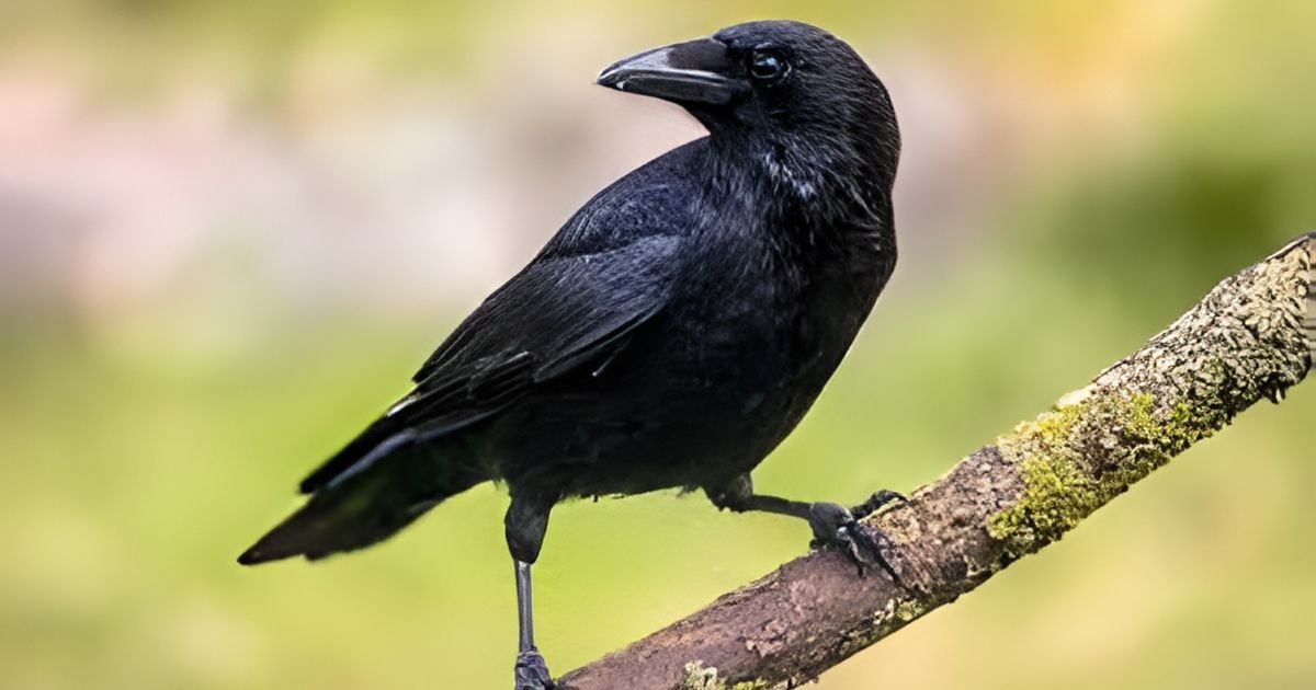 Crow names in mythology