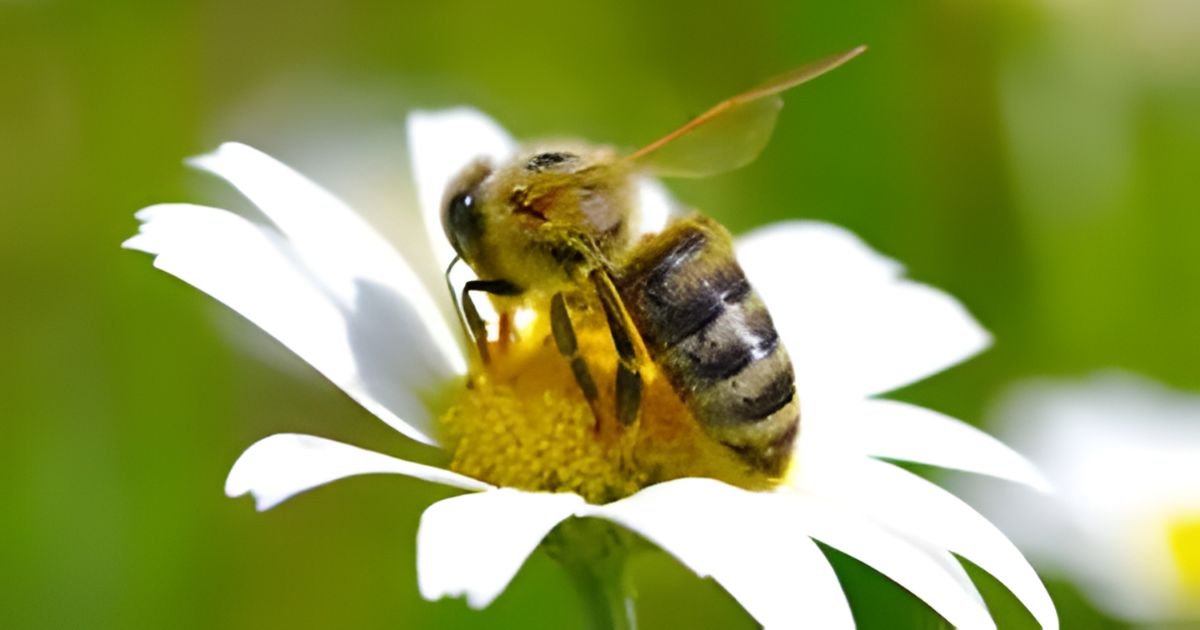 Cute bee names for girl