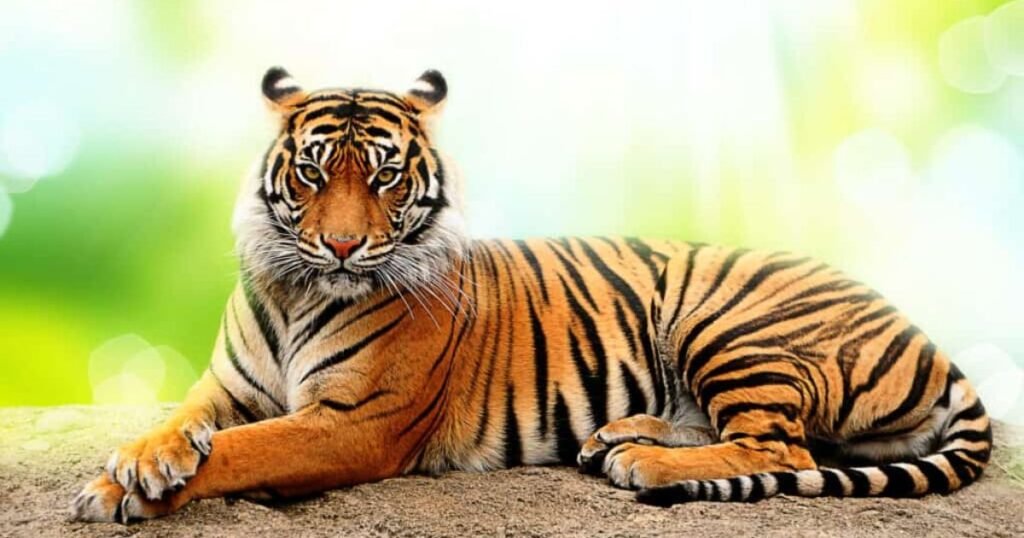 Famous tiger names