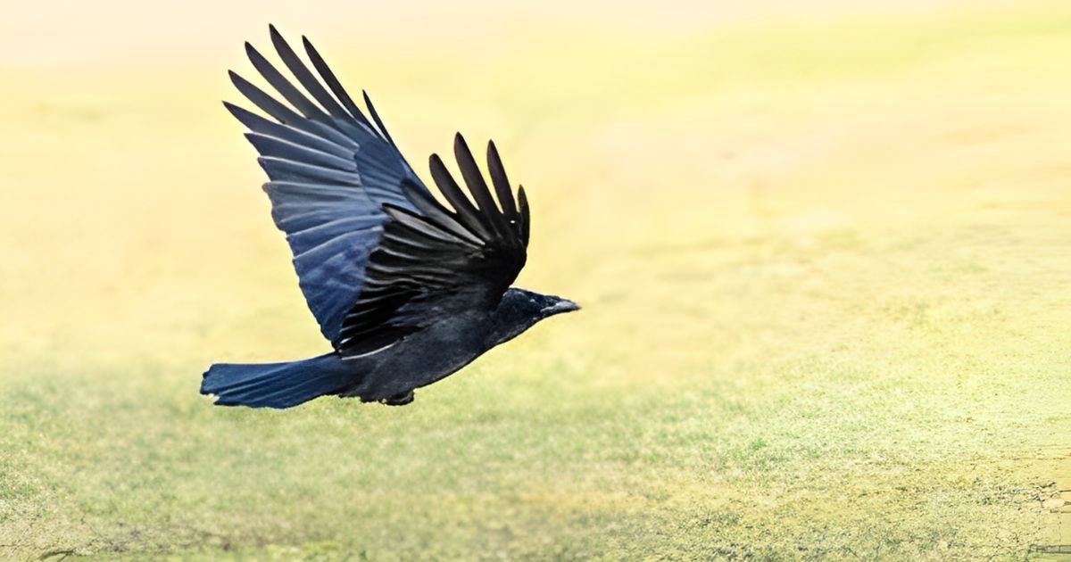 Fantasy crow names