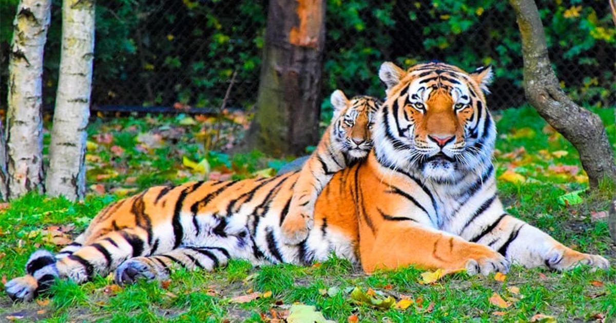 Female tiger names with meaning