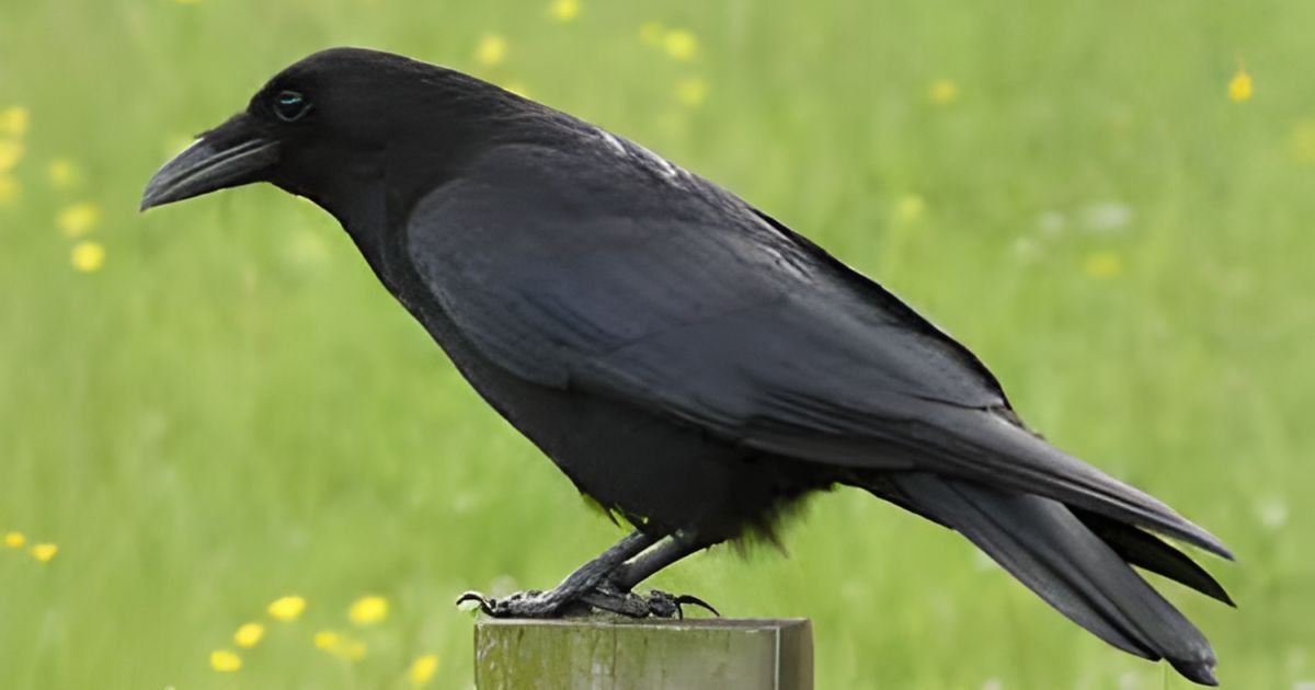Funny names for crows