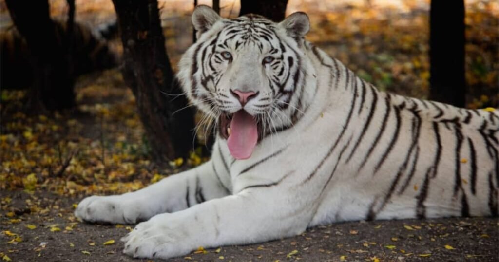 Tiger name generator