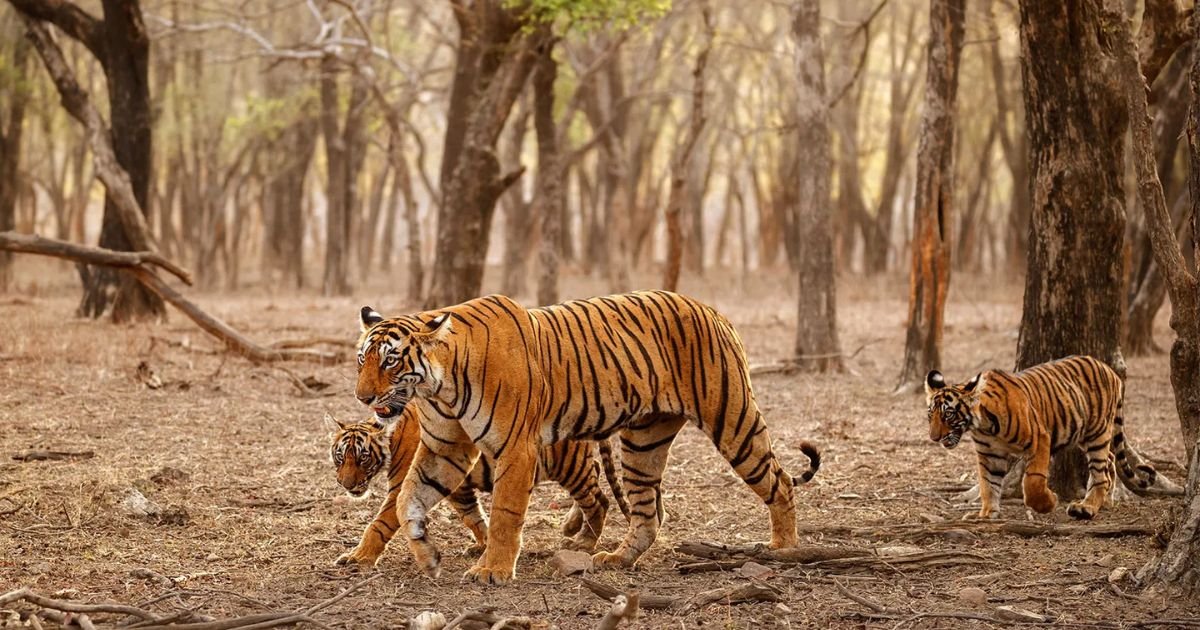 girl tiger names