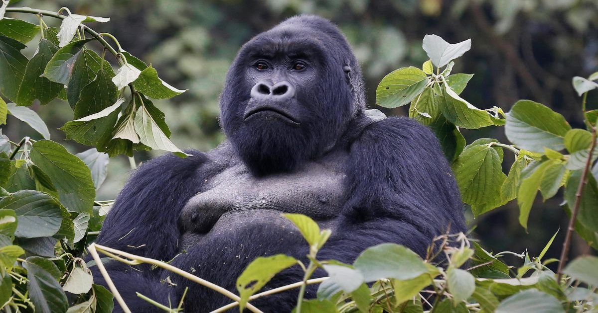 African gorilla names