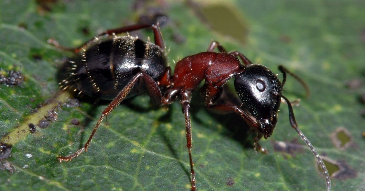 Ant names girl