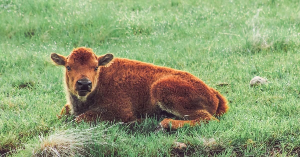 Baby buffalo name boy