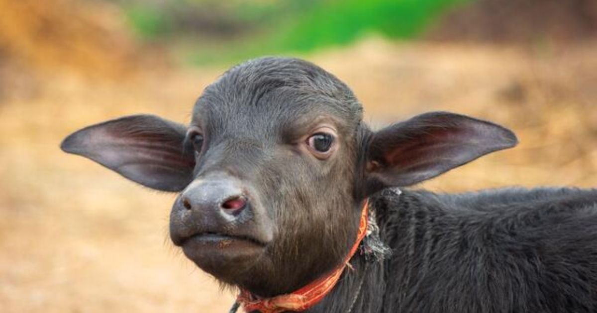 Baby buffalo name girl