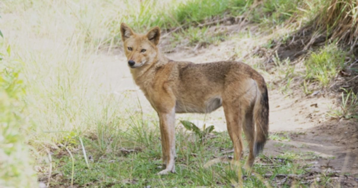 Badass coyote names