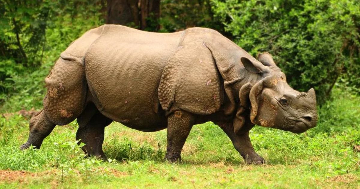 Badass rhino names girl