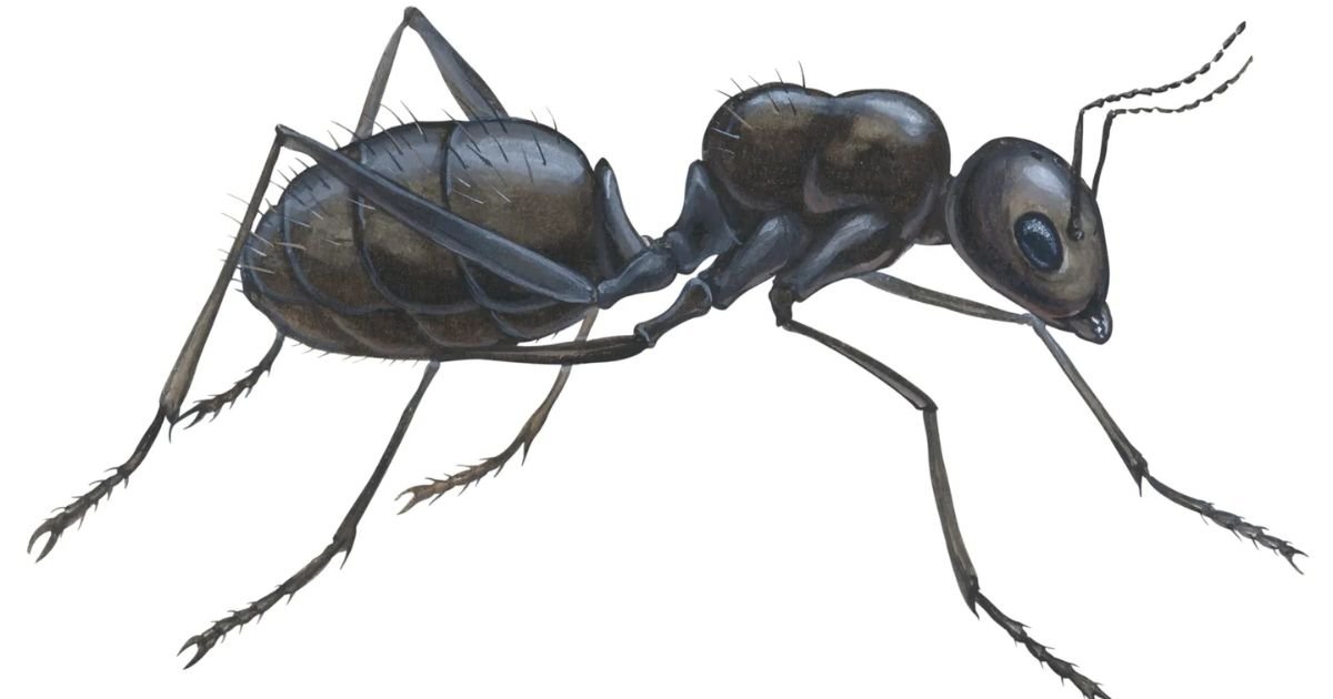Black Ant names