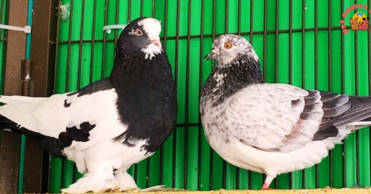 Black and white pigeon names boy