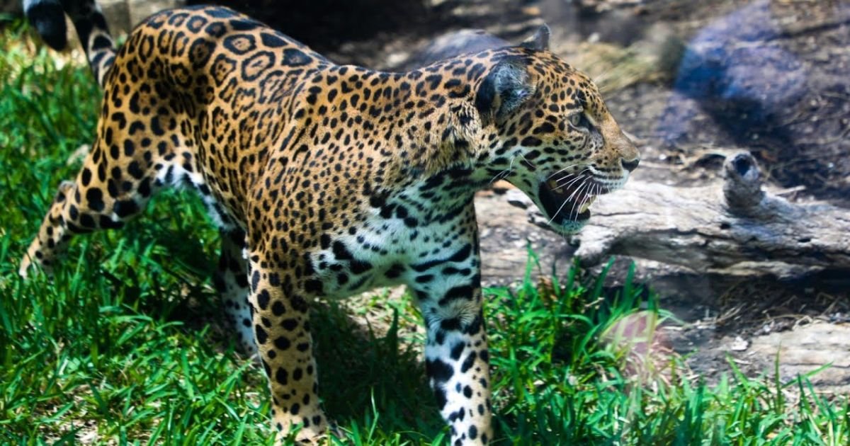 Black jaguar names