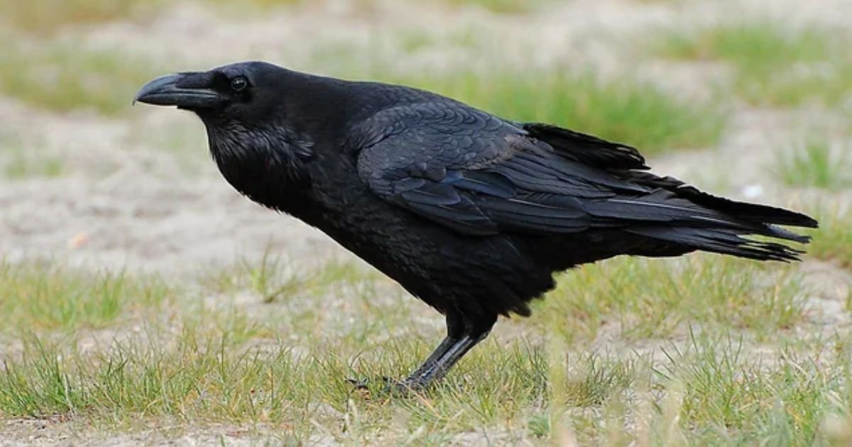 Black raven names girl