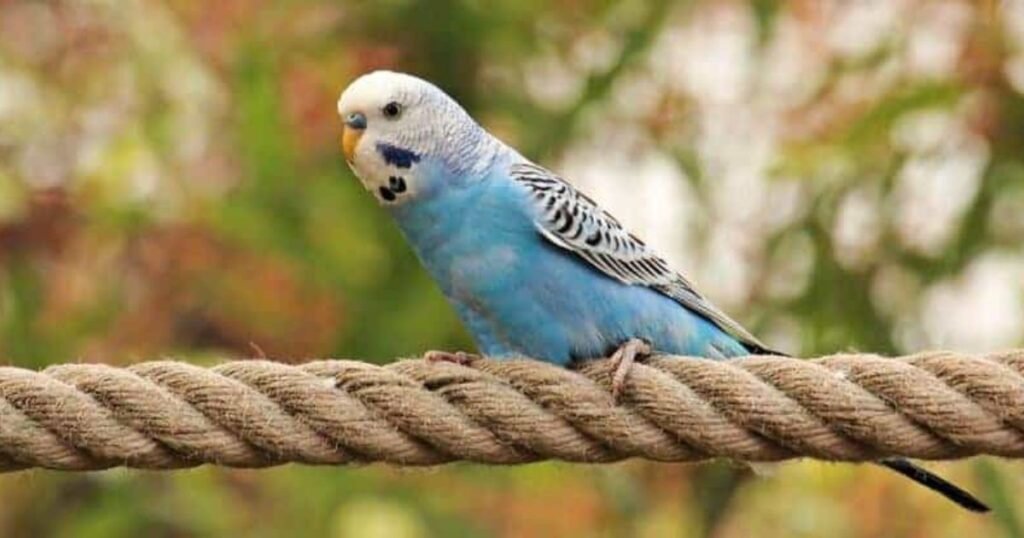 Blue budgie names