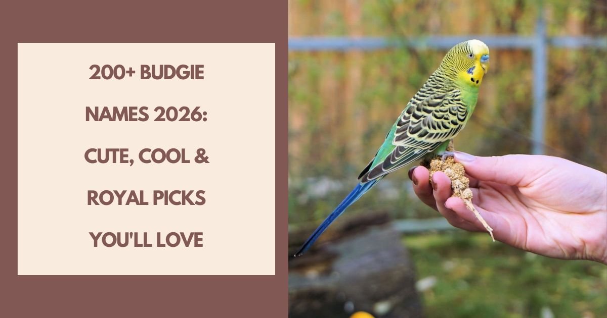 Budgie Names