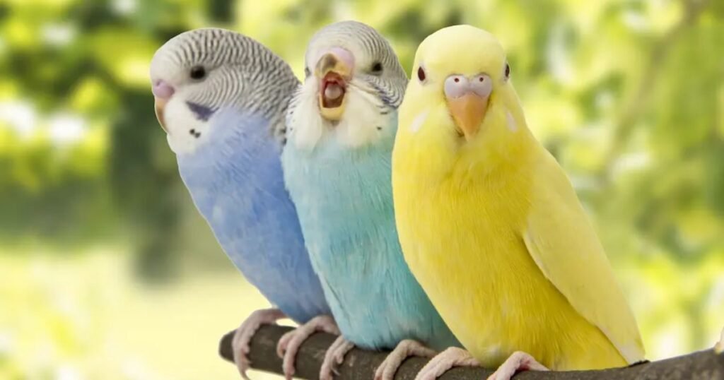 Budgie names girl