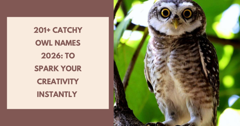 Catchy Owl Names