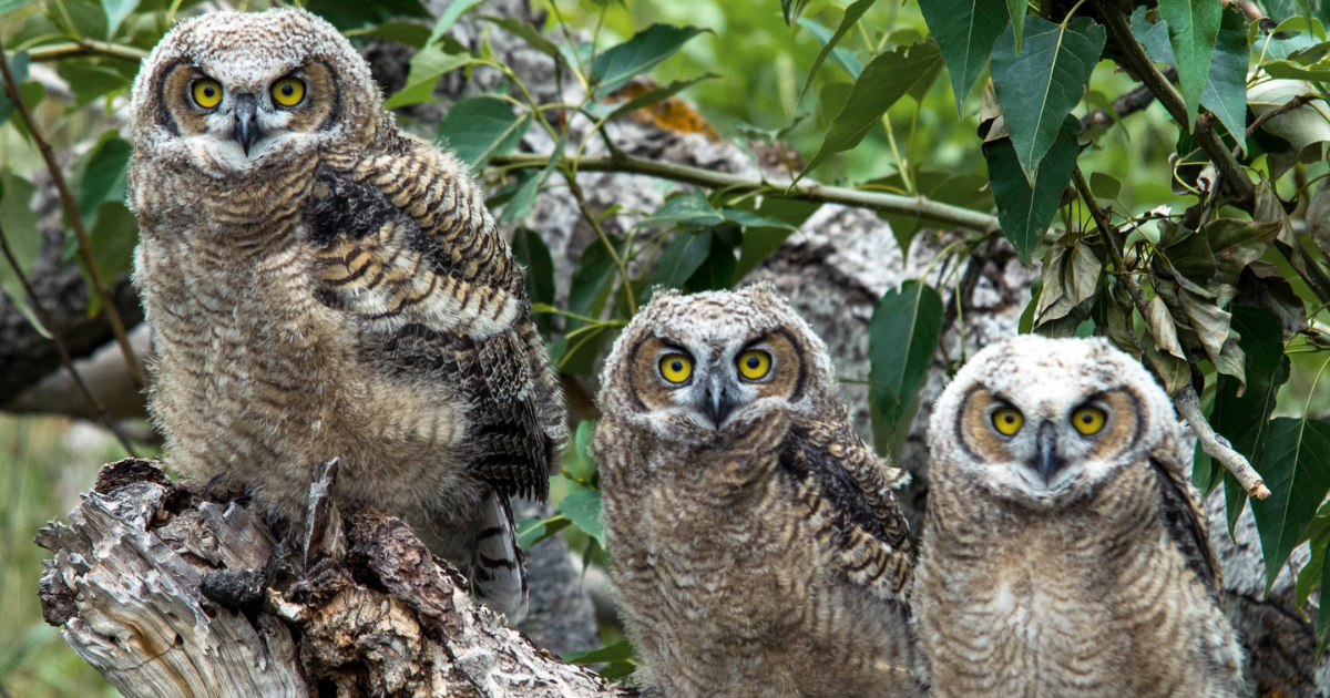 Catchy owl names male