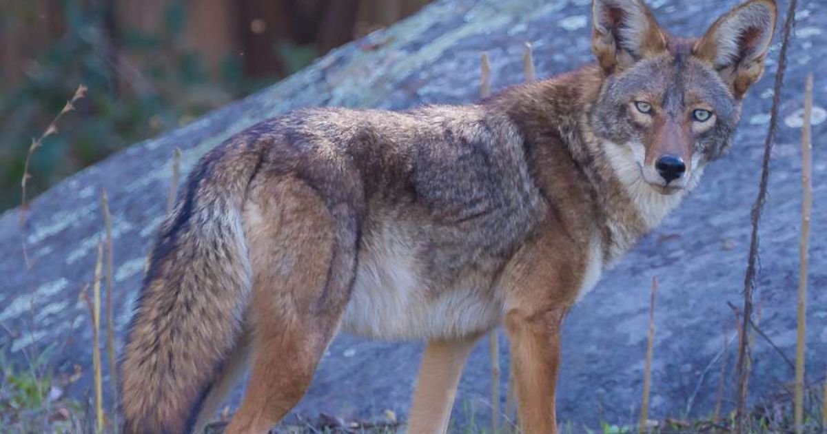 Coyote names girl