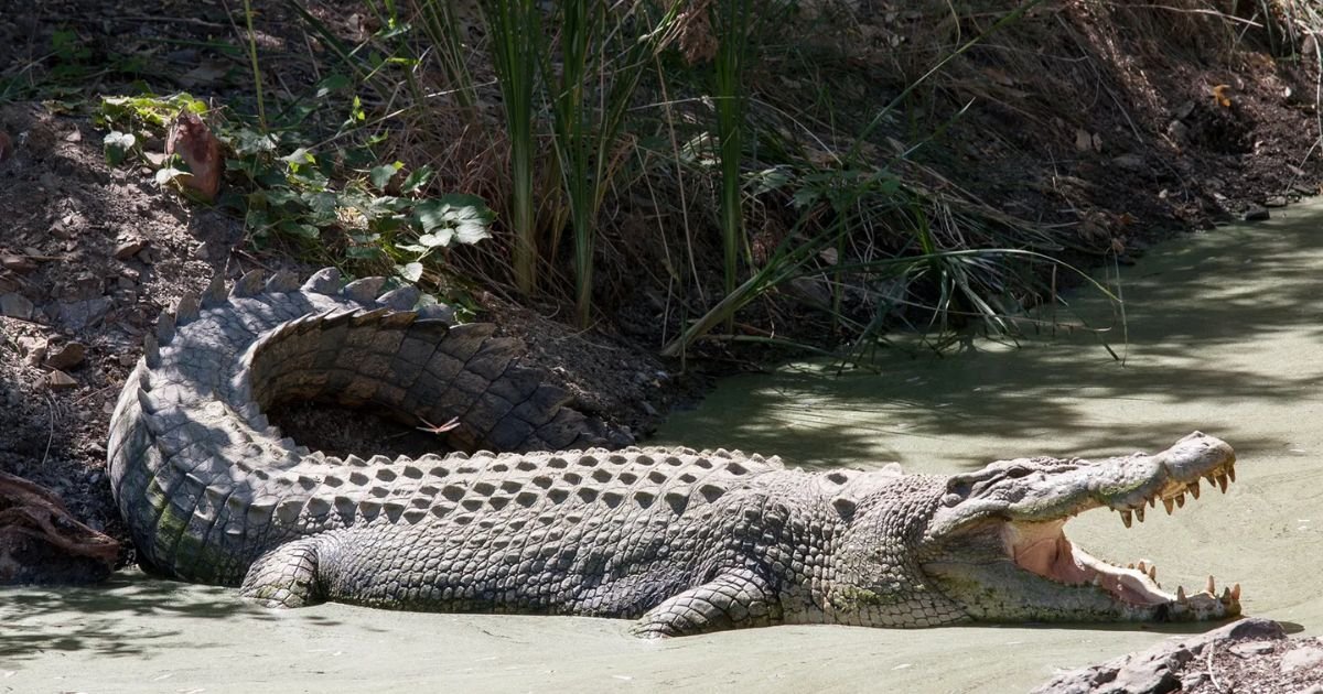 Crocodile name generator