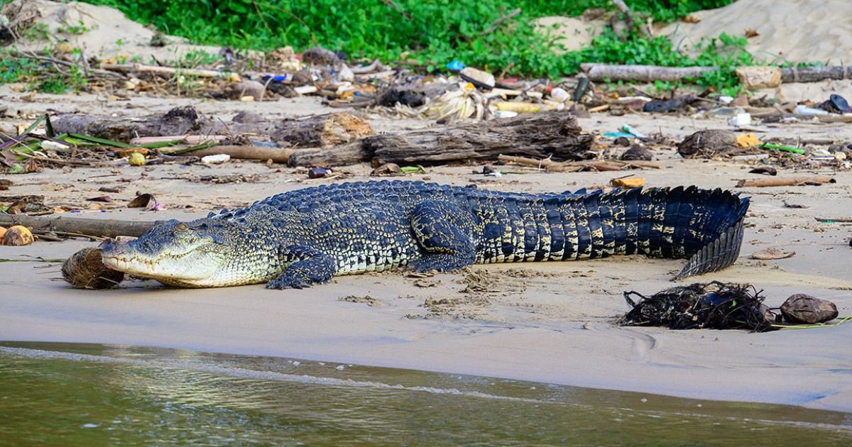 Crocodile names pet