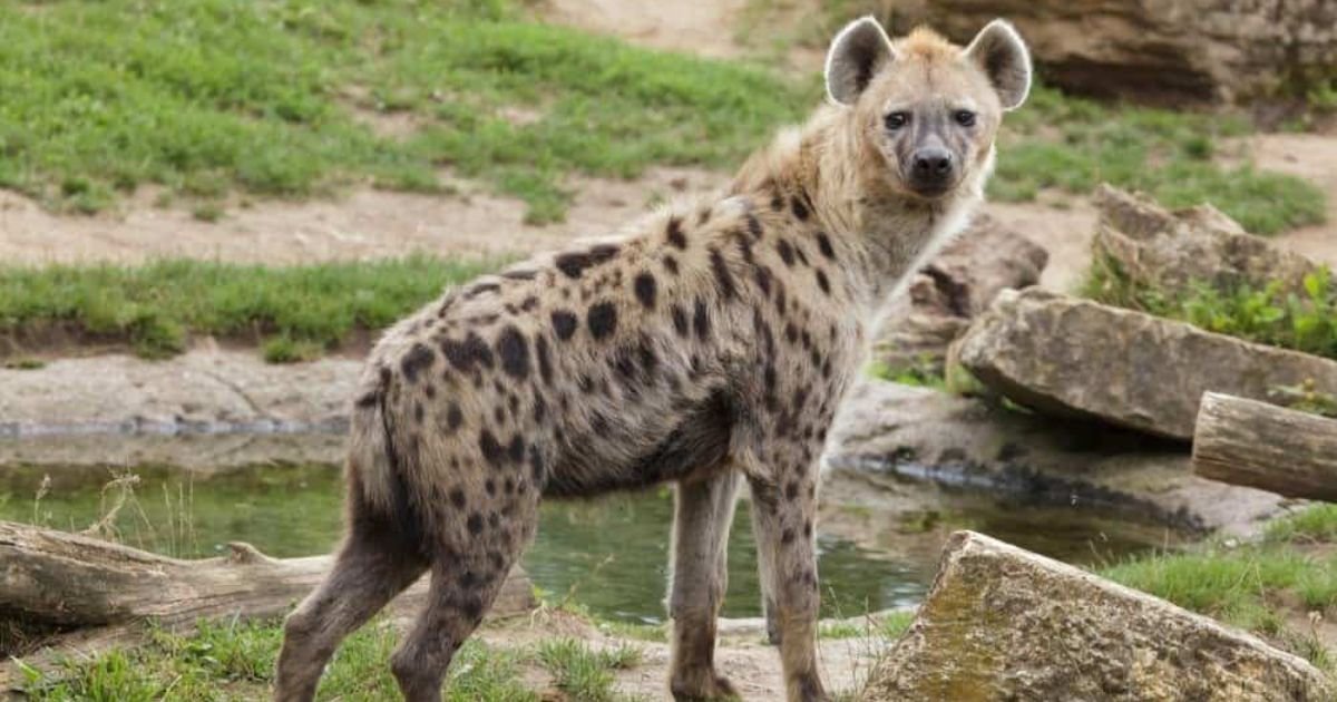 Cute Hyena names boy
