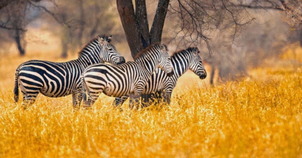 Cute zebra names