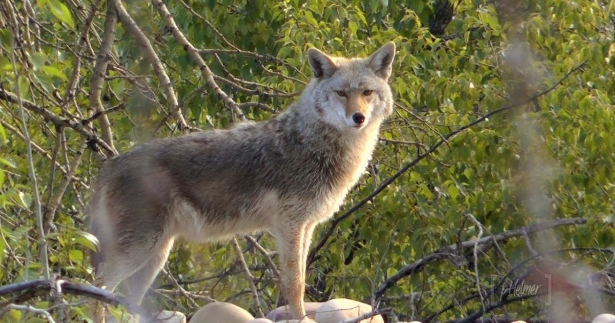 Famous Coyote names