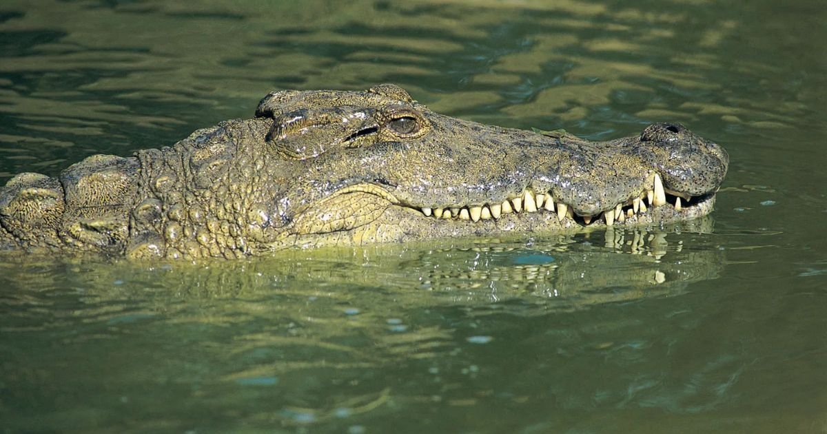 Famous crocodile names