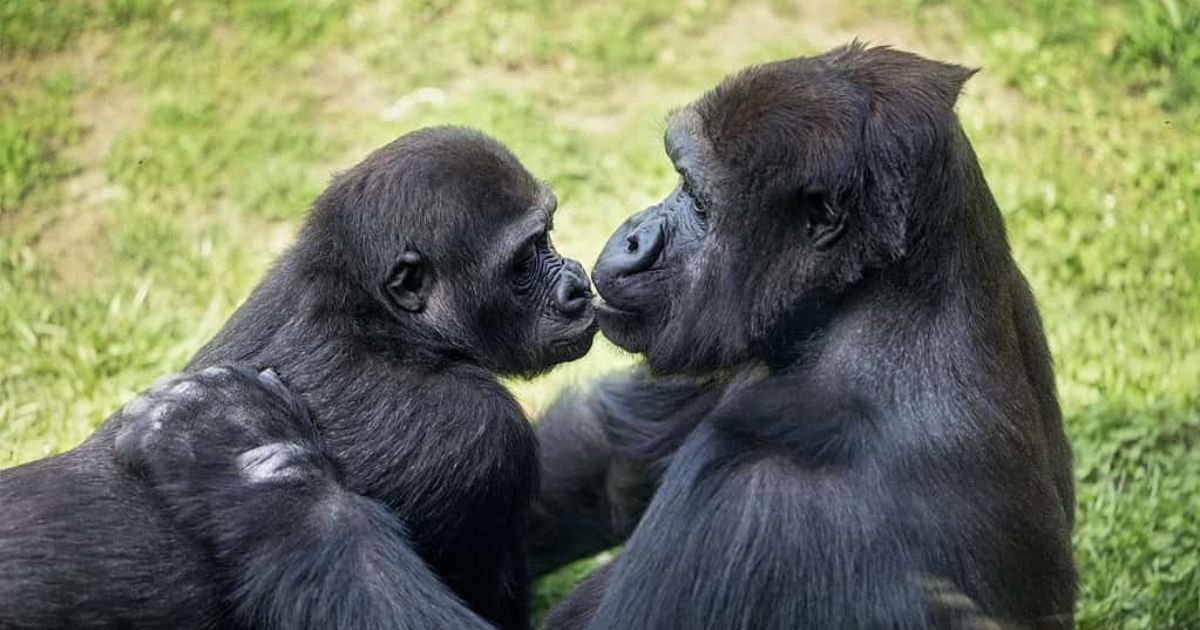 Famous gorilla names