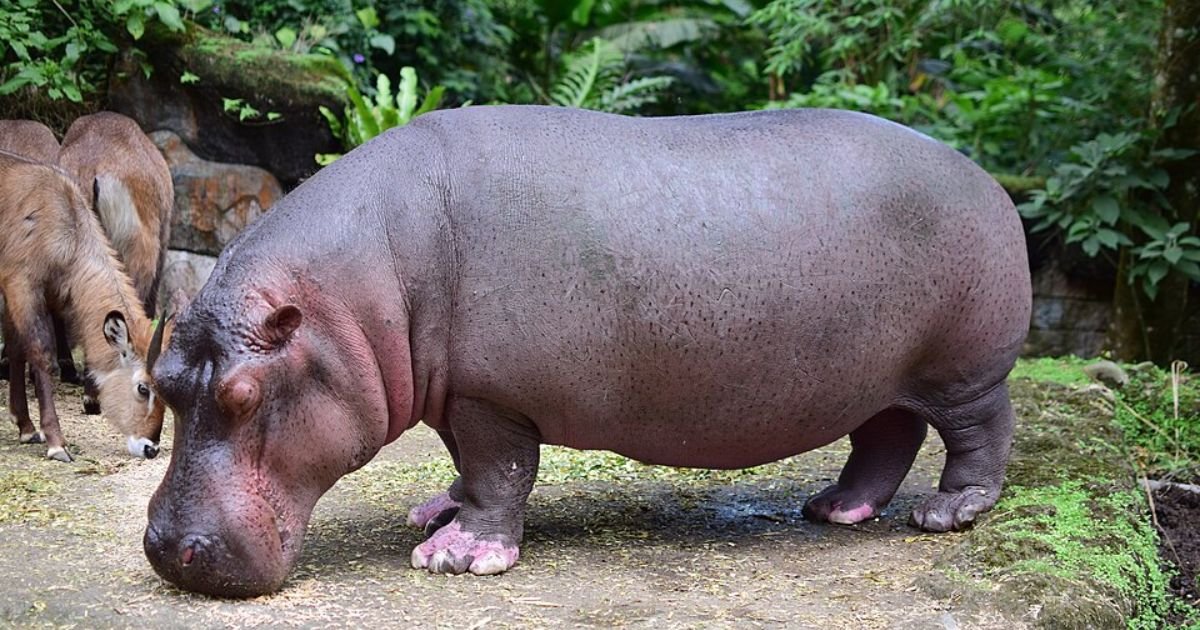 Famous hippo names