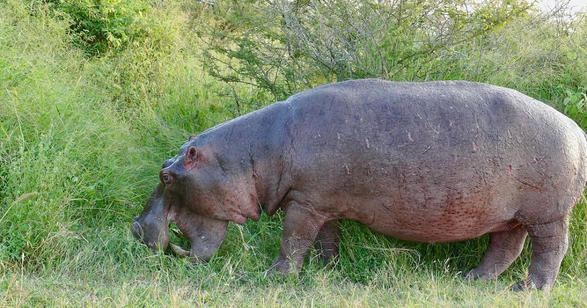 Funny hippo names